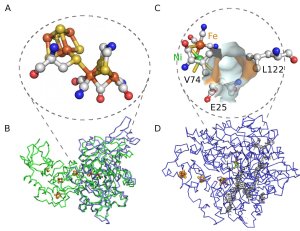 Panel A: the FeFe active site H-cluster. Panel B: the backbones of the FeFe hydrogenases from C. acetobutylicum (green trace, pdb 3C8Y) and C. reinhardtii (blue trace, pdb 3LX4). Panels C and D: the active site and the backbone of the NiFe hydrogenase from D. fructosovorans, and aminoacids that shape the sub- strate gas channel (pdb 1YQ9). The chains of FeS clusters that are used for long- range electron transfer are visible in panels B and D. From ref The mechanism of inhibition by H2 of H2-evolution by hydrogenases